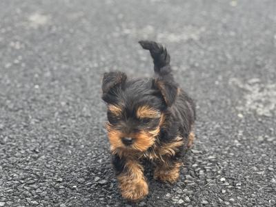 Male Miniature Yorkshire Terrier puppy in Limerick
