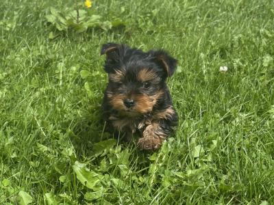 Male Miniature Yorkshire Terrier puppy in Limerick