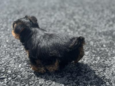 Male Miniature Yorkshire Terrier puppy in Limerick