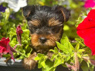 Male Miniature Yorkshire Terrier puppy in Limerick