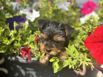 Male Miniature Yorkshire Terrier puppy in Limerick