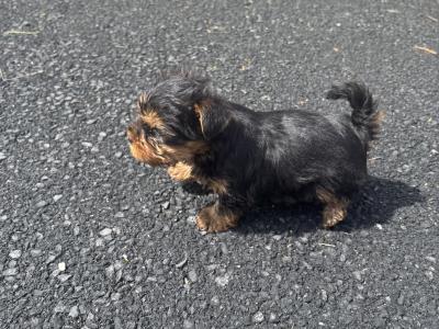 Male Miniature Yorkshire Terrier puppy in Limerick