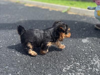 Male Miniature Yorkshire Terrier puppy in Limerick