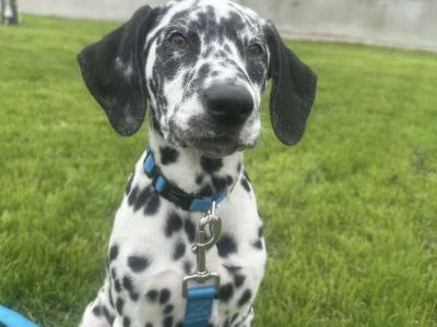 IKC Registered female Dalmatian puppy in Armagh