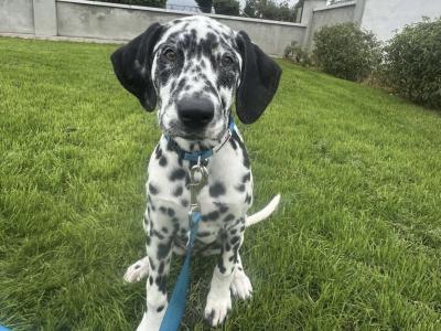 IKC Registered female Dalmatian puppy in Armagh