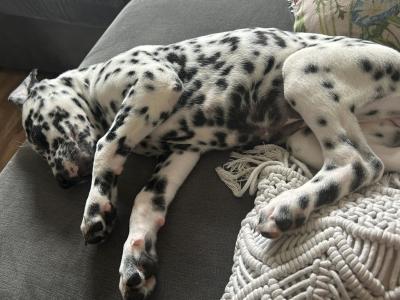 IKC Registered female Dalmatian puppy in Armagh