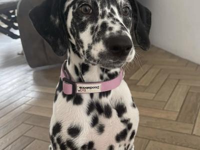 IKC Registered female Dalmatian puppy in Armagh