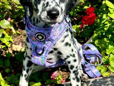 IKC Registered female Dalmatian puppy in Armagh
