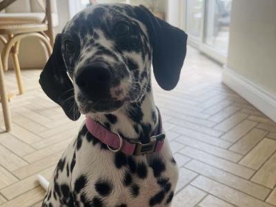 IKC Registered female Dalmatian puppy in Armagh