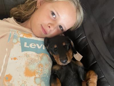 Only 1 little guy left..IKC registered Smooth Hair Miniature Dachshund puppies in Meath