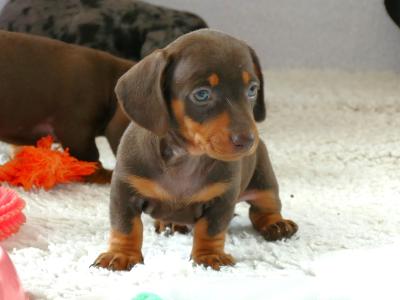 Pra Cord 1 Clear, IKC Registered, Miniature Smooth Dachshund puppies .