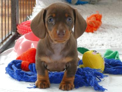 IKC Registered Miniature Smooth Dachshund puppies Pra Cord 1 Clear for sale in Wexford
