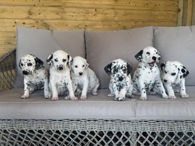 IKC Registered female Dalmatian puppy in Armagh