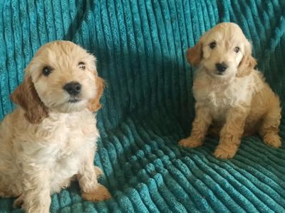 Beautiful Cockpoo puppies in Meath