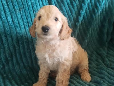 Beautiful Cockpoo puppies in Meath