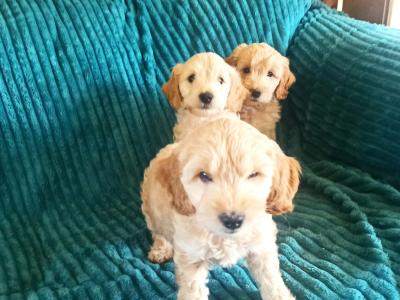Beautiful Cockpoo puppies in Meath