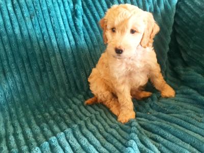 Beautiful Cockpoo puppies in Meath