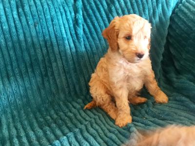 Beautiful Cockpoo puppies in Meath