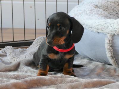 Pra Cord 1 Clear, IKC Registered, Miniature Smooth Dachshund puppies .