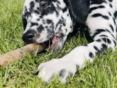 IKC Registered female Dalmatian puppy in Armagh