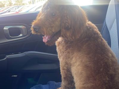 Cooper is a male Australian Labradoodle puppy 15 months old for sale in Limerick