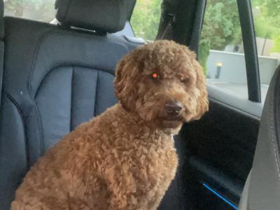 Cooper is a male Australian Labradoodle puppy 15 months old for sale in Limerick