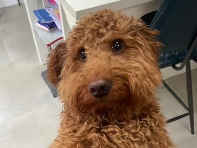 Cooper is a male Australian Labradoodle puppy 15 months old for sale in Limerick