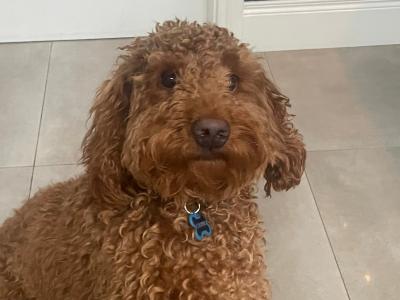 Cooper is a male Australian Labradoodle puppy 15 months old for sale in Limerick