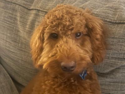 Cooper is a male Australian Labradoodle puppy 15 months old for sale in Limerick