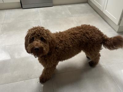 Cooper is a male Australian Labradoodle puppy 15 months old for sale in Limerick