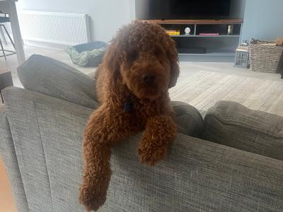 Cooper is a male Australian Labradoodle puppy 15 months old for sale in Limerick