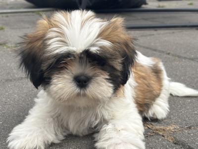 2 beautiful Shih Tzu girl puppies in Galway