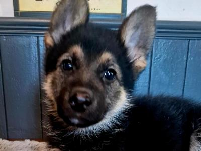 Stunning, Purebred Straight Backed Traditional German Shepherd puppies in Offaly