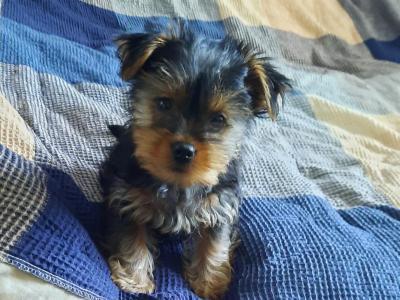 ☘️Introducing Adorable Purebred Yorkshire Terriers, Charlie, Ringo, Poppy and Tara