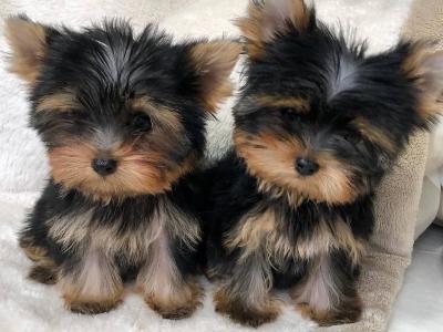 ☘️Introducing Adorable Purebred Yorkshire Terriers, Charlie, Ringo, Poppy and Tara