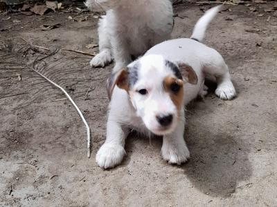 Wire-haired Jack Russell puppies