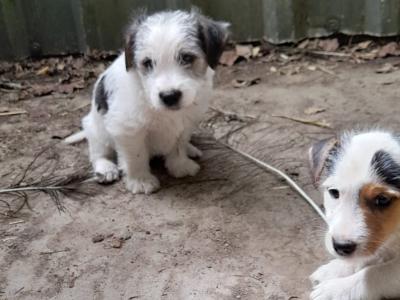 Wire-haired Jack Russell puppies