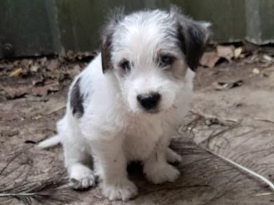 Wire-haired Jack Russell puppies in Wexford