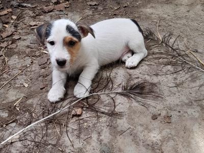 Wire-haired Jack Russell puppies