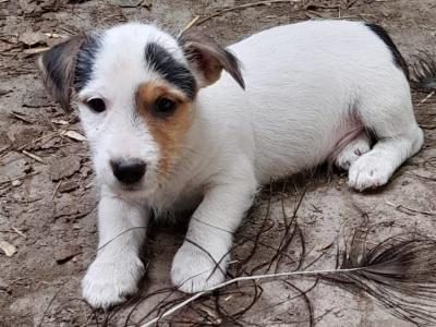 Wire-haired Jack Russell puppies in Wexford