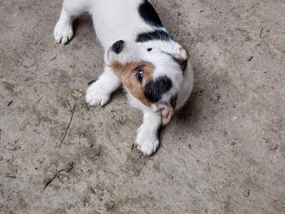 Wire-haired Jack Russell puppies