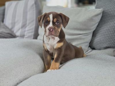 Last Chocolate tri female!!! Old English Bulldog puppy in Limerick