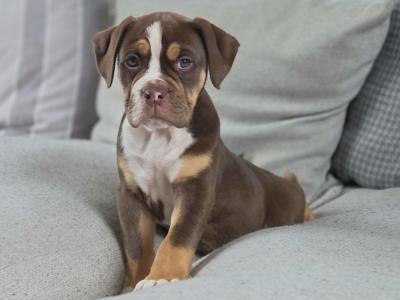 Last Chocolate tri female!!! Old English Bulldog puppies in Limerick