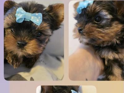T-Cup Yorkshire Terrier puppies in Westmeath