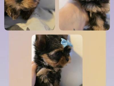 T-Cup Yorkshire Terrier