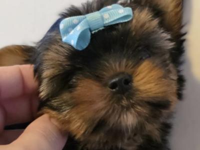 T-Cup Yorkshire Terrier puppies in Westmeath