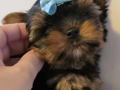 T-Cup Yorkshire Terrier