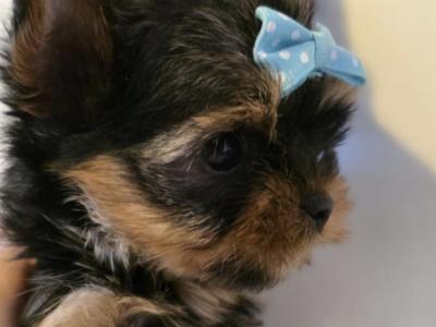 T-Cup Yorkshire Terrier