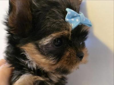T-Cup Yorkshire Terrier puppies in Westmeath