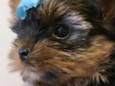 T-Cup Yorkshire Terrier